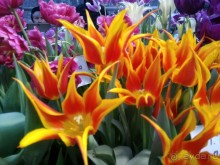 Альбом отзыва "Весна идет - весне дорогу!!!  (Отзыв для милых дам)."