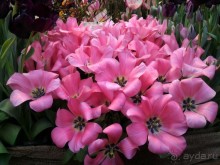 Альбом отзыва "Весна идет - весне дорогу!!!  (Отзыв для милых дам)."