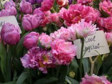 Альбом отзыва "Весна идет - весне дорогу!!!  (Отзыв для милых дам)."