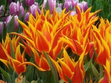 Альбом отзыва "Весна идет - весне дорогу!!!  (Отзыв для милых дам)."