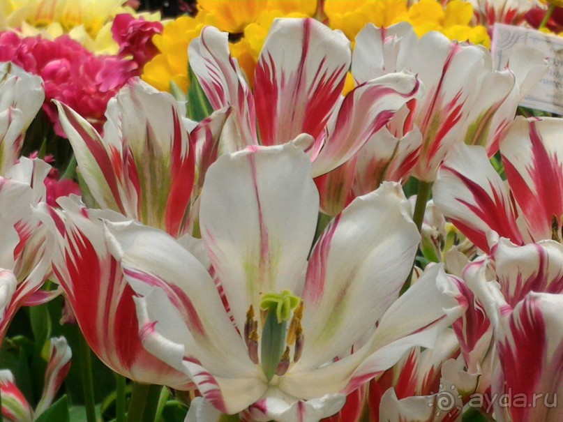 Альбом отзыва "Весна идет - весне дорогу!!!  (Отзыв для милых дам)."