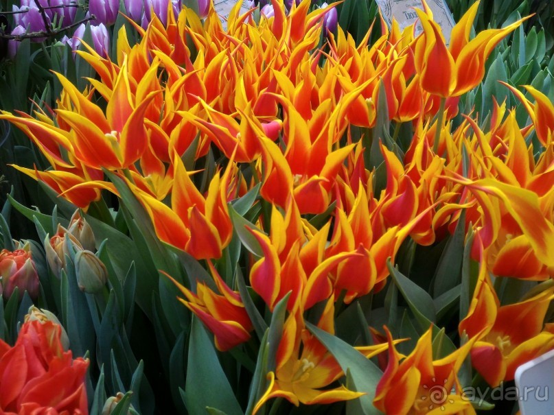 Альбом отзыва "Весна идет - весне дорогу!!!  (Отзыв для милых дам)."