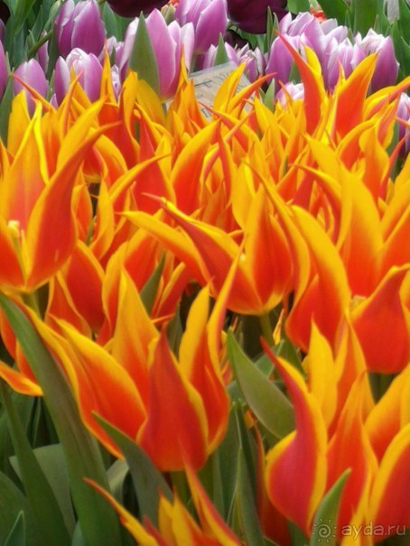 Альбом отзыва "Весна идет - весне дорогу!!!  (Отзыв для милых дам)."