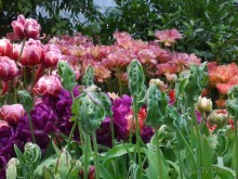 Альбом отзыва "Весна идет - весне дорогу!!!  (Отзыв для милых дам)."