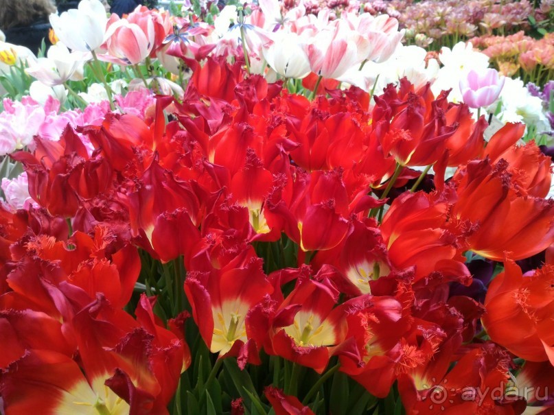 Альбом отзыва "Весна идет - весне дорогу!!!  (Отзыв для милых дам)."