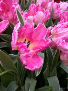 Альбом отзыва "Весна идет - весне дорогу!!!  (Отзыв для милых дам)."