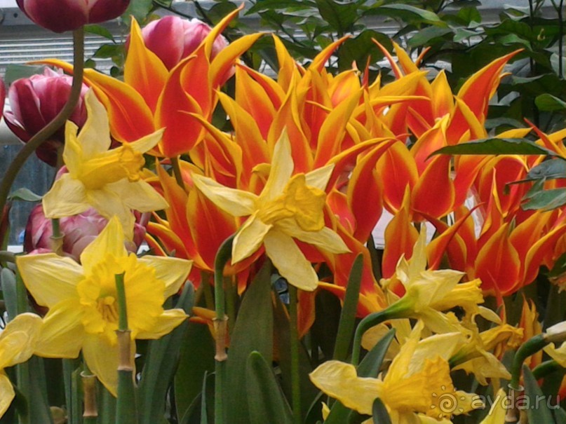 Альбом отзыва "Весна идет - весне дорогу!!!  (Отзыв для милых дам)."