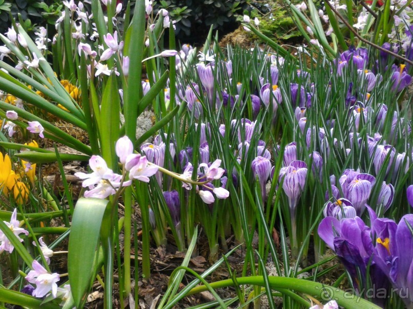 Альбом отзыва "Весна идет - весне дорогу!!!  (Отзыв для милых дам)."