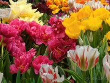 Альбом отзыва "Весна идет - весне дорогу!!!  (Отзыв для милых дам)."