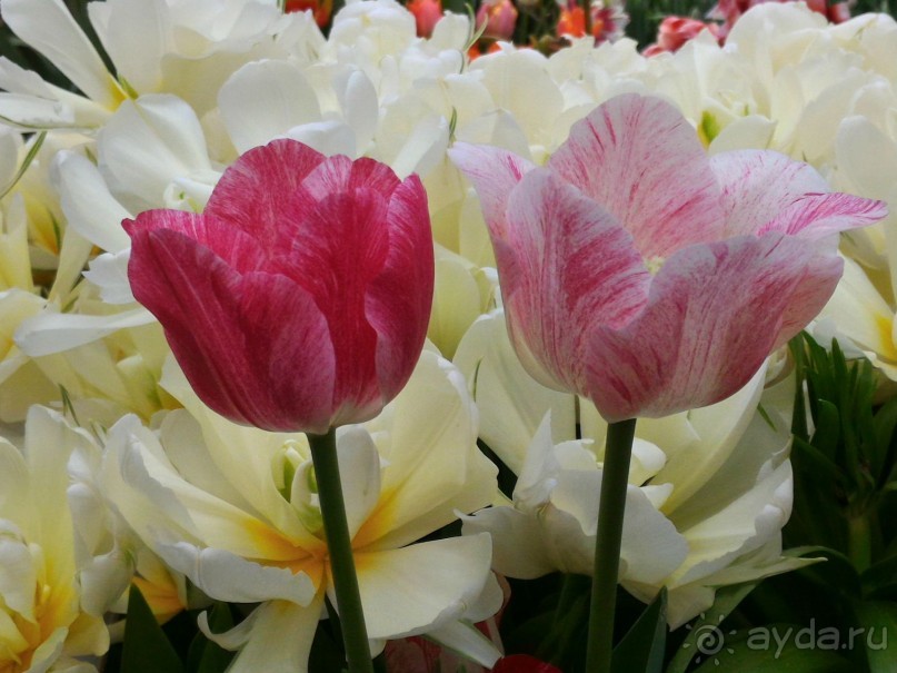 Альбом отзыва "Весна идет - весне дорогу!!!  (Отзыв для милых дам)."