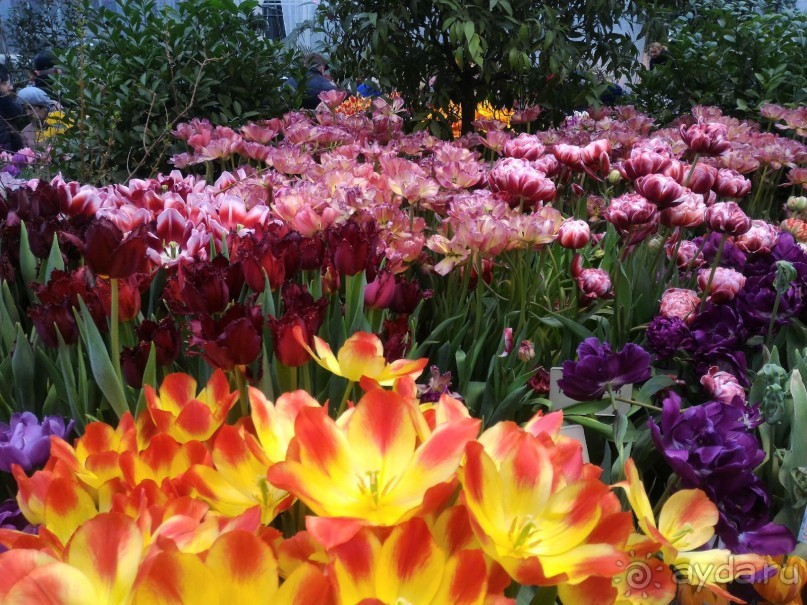 Альбом отзыва "Весна идет - весне дорогу!!!  (Отзыв для милых дам)."