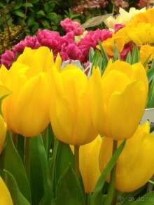 Альбом отзыва "Весна идет - весне дорогу!!!  (Отзыв для милых дам)."