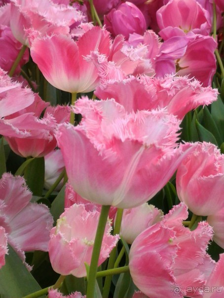 Альбом отзыва "Весна идет - весне дорогу!!!  (Отзыв для милых дам)."