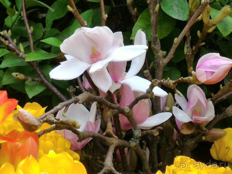 Весна идет - весне дорогу!!!  (Отзыв для милых дам).