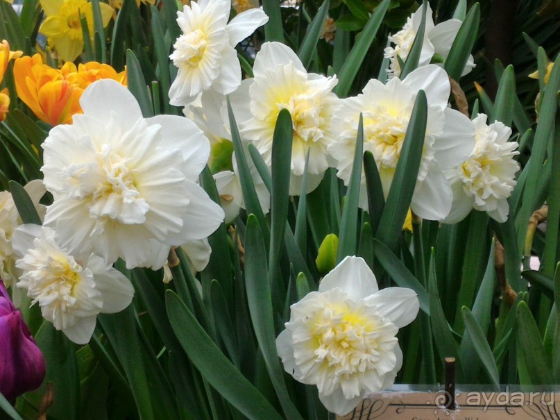 Весна идет - весне дорогу!!!  (Отзыв для милых дам).