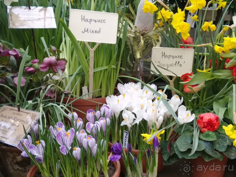 Весна идет - весне дорогу!!!  (Отзыв для милых дам).