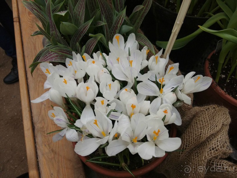 Весна идет - весне дорогу!!!  (Отзыв для милых дам).