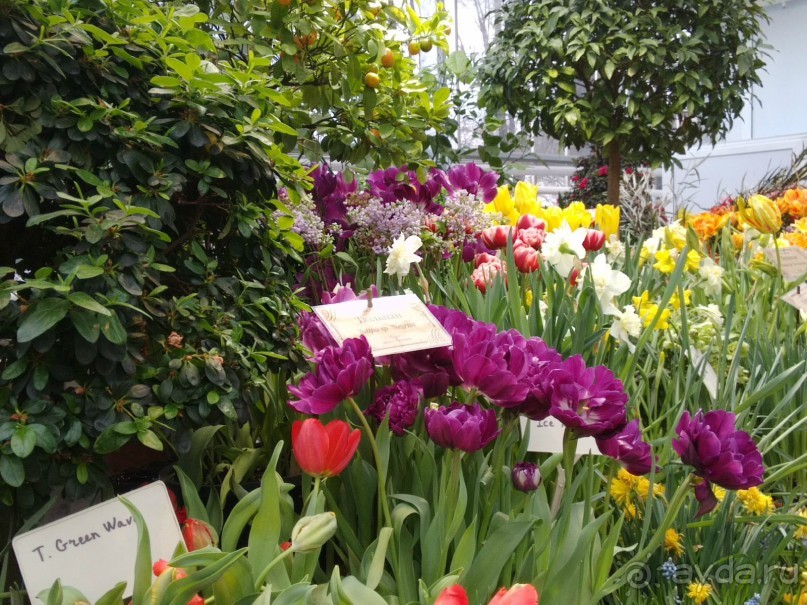 Весна идет - весне дорогу!!!  (Отзыв для милых дам).