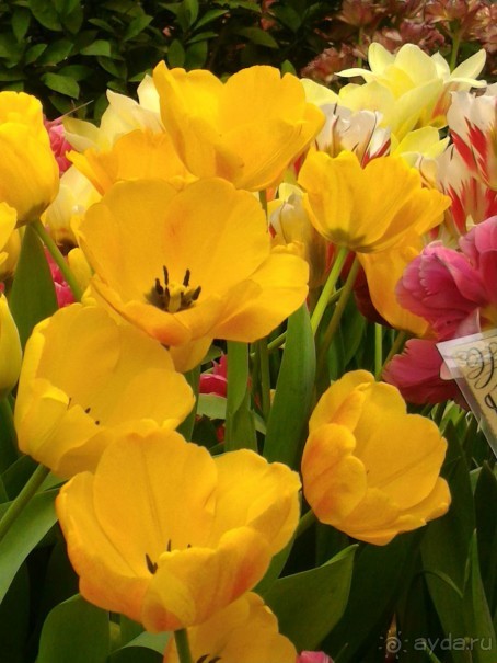 Весна идет - весне дорогу!!!  (Отзыв для милых дам).