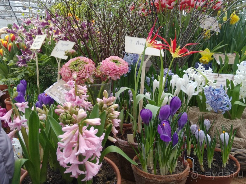 Весна идет - весне дорогу!!!  (Отзыв для милых дам).