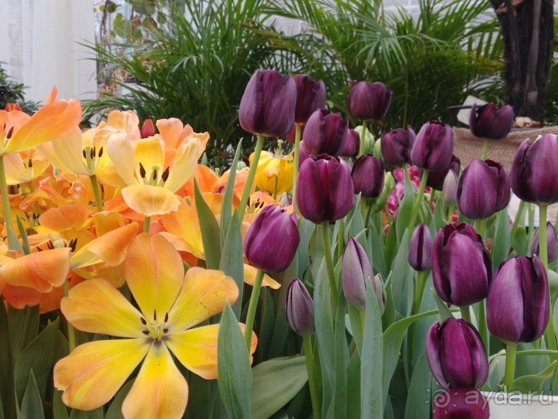 Весна идет - весне дорогу!!!  (Отзыв для милых дам).