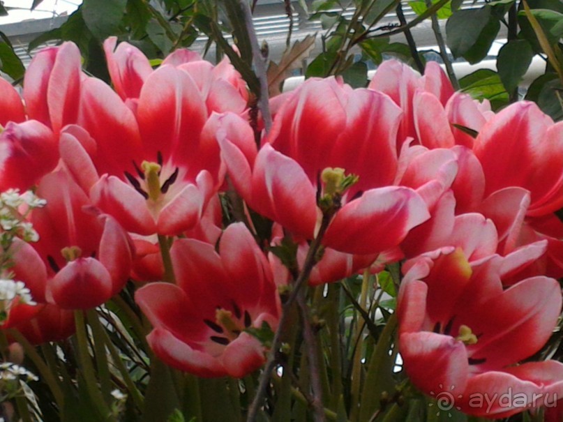 Весна идет - весне дорогу!!!  (Отзыв для милых дам).