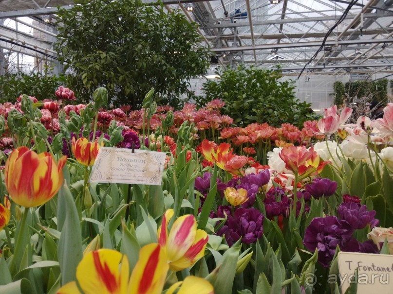 Весна идет - весне дорогу!!!  (Отзыв для милых дам).