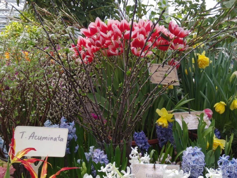 Весна идет - весне дорогу!!!  (Отзыв для милых дам).