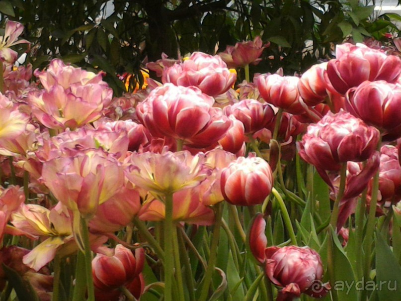 Весна идет - весне дорогу!!!  (Отзыв для милых дам).