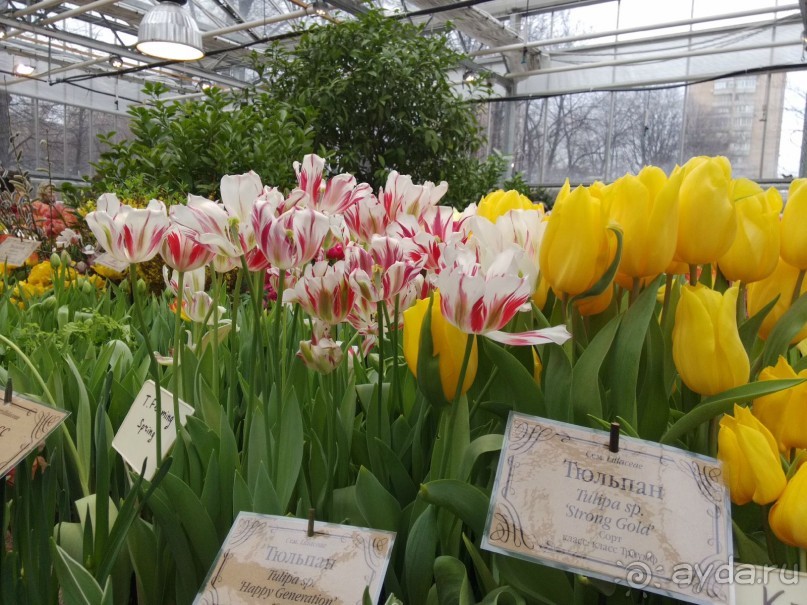 Весна идет - весне дорогу!!!  (Отзыв для милых дам).