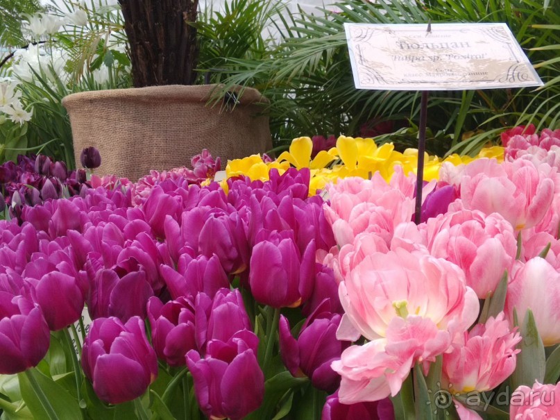 Весна идет - весне дорогу!!!  (Отзыв для милых дам).