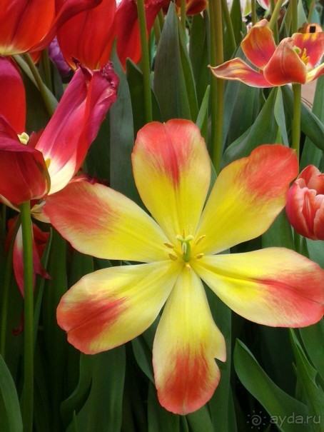 Весна идет - весне дорогу!!!  (Отзыв для милых дам).