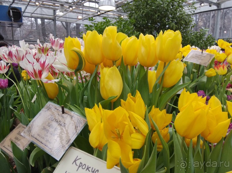 Весна идет - весне дорогу!!!  (Отзыв для милых дам).