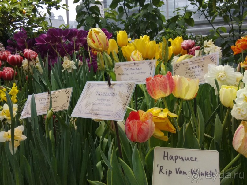 Весна идет - весне дорогу!!!  (Отзыв для милых дам).