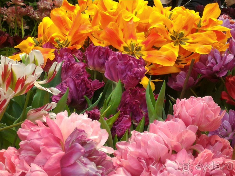 Весна идет - весне дорогу!!!  (Отзыв для милых дам).