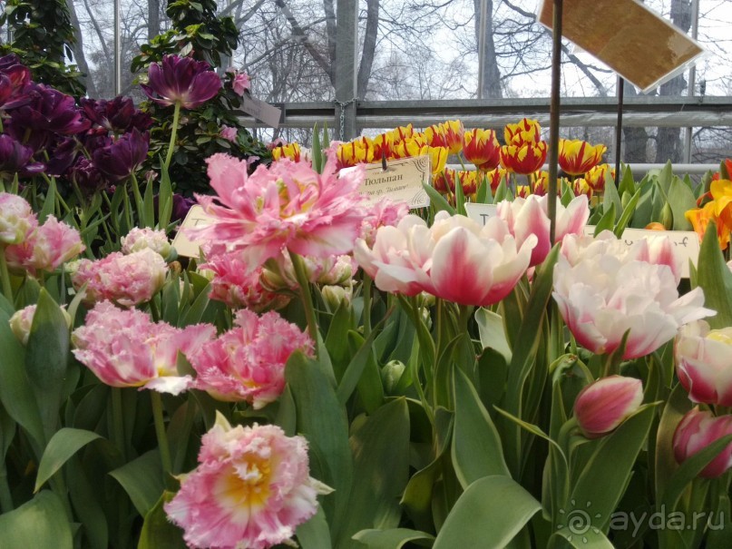 Весна идет - весне дорогу!!!  (Отзыв для милых дам).