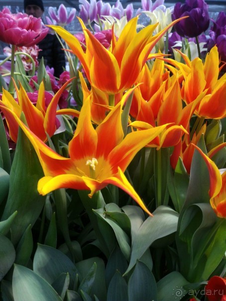 Весна идет - весне дорогу!!!  (Отзыв для милых дам).