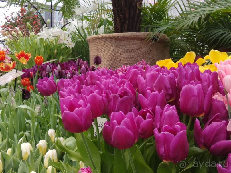 Весна идет - весне дорогу!!!  (Отзыв для милых дам).