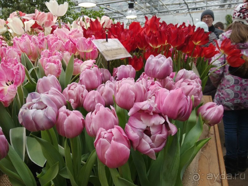 Весна идет - весне дорогу!!!  (Отзыв для милых дам).