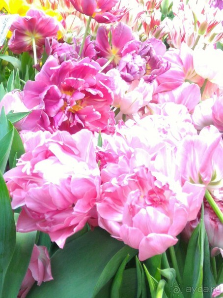 Весна идет - весне дорогу!!!  (Отзыв для милых дам).