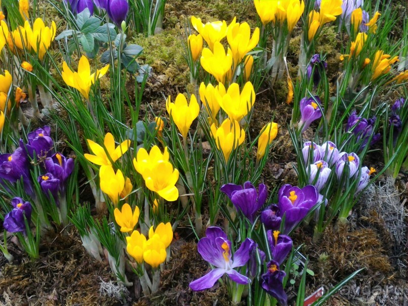 Весна идет - весне дорогу!!!  (Отзыв для милых дам).