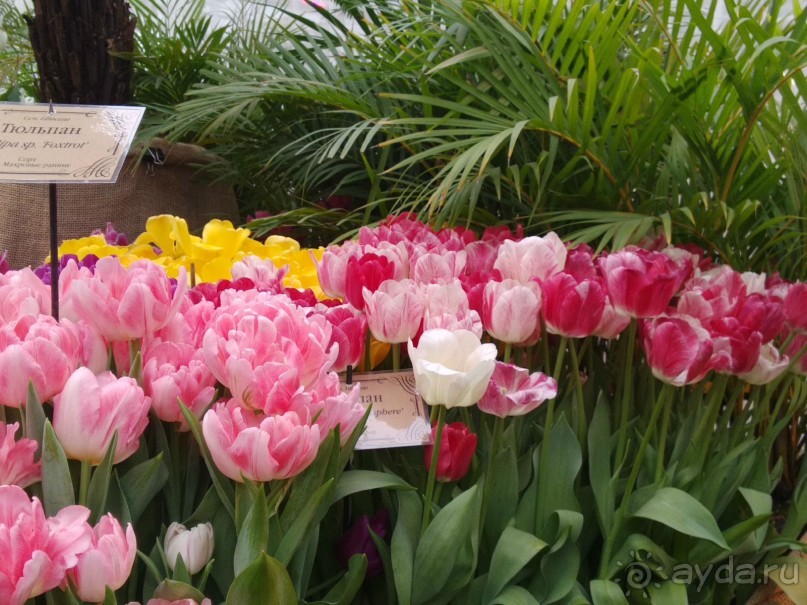 Весна идет - весне дорогу!!!  (Отзыв для милых дам).