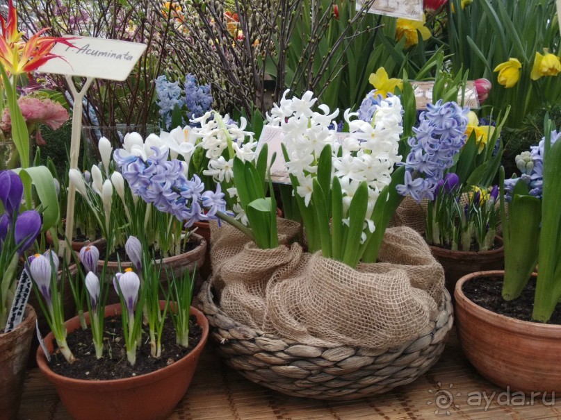 Весна идет - весне дорогу!!!  (Отзыв для милых дам).