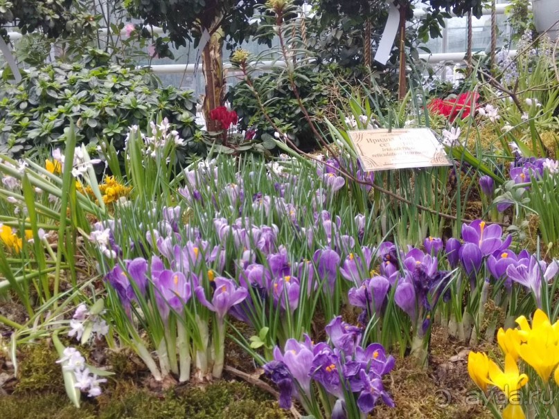 Весна идет - весне дорогу!!!  (Отзыв для милых дам).