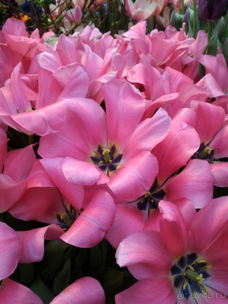 Весна идет - весне дорогу!!!  (Отзыв для милых дам).