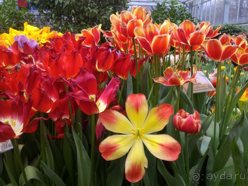 Весна идет - весне дорогу!!!  (Отзыв для милых дам).