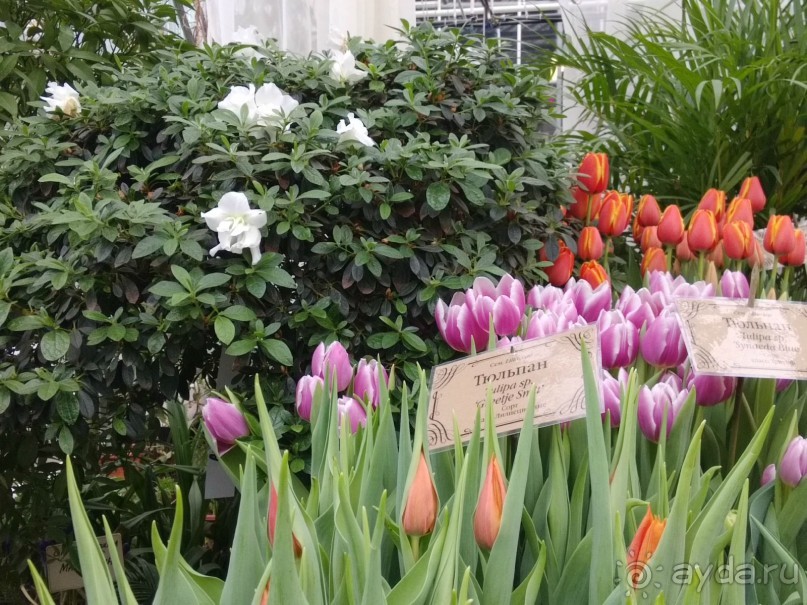 Весна идет - весне дорогу!!!  (Отзыв для милых дам).