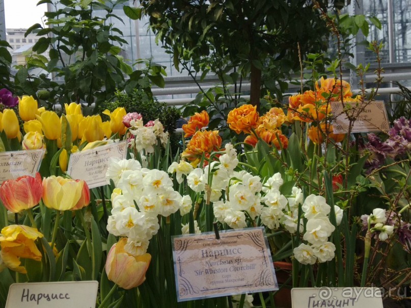 Весна идет - весне дорогу!!!  (Отзыв для милых дам).