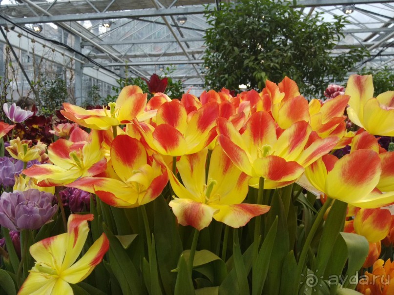 Весна идет - весне дорогу!!!  (Отзыв для милых дам).