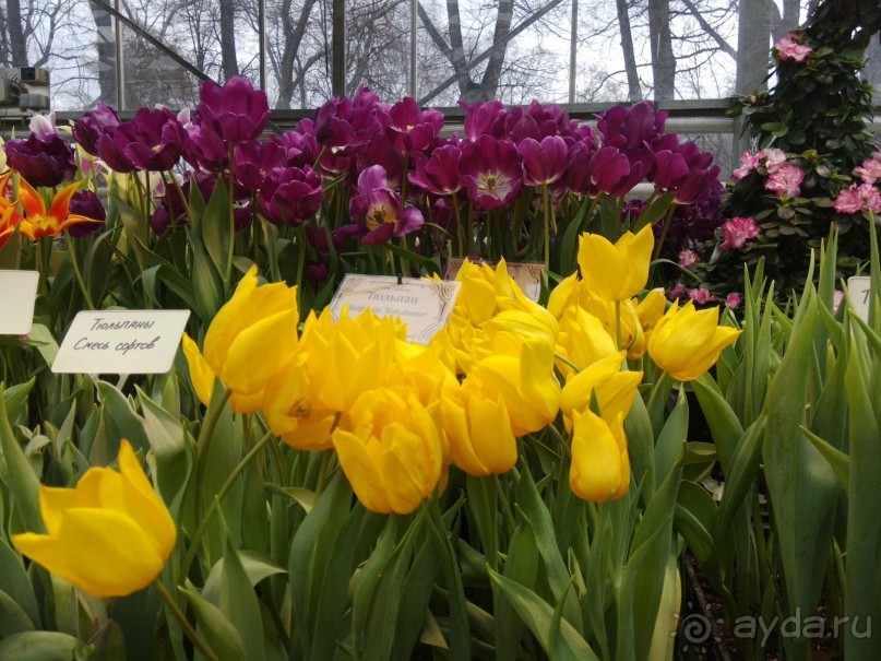 Весна идет - весне дорогу!!!  (Отзыв для милых дам).